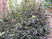 Barleria lupulina (1) (Photo F. Mrugala)